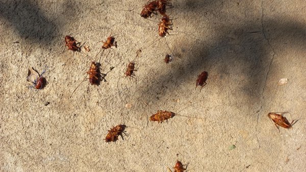 Cafards et blattes : comment protéger votre espace de vie des infestations ?